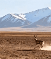 高原奔跑的羚羊5926#横屏 