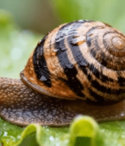 蜗牛爬行特写素材12138#横屏 