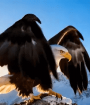 高山上展翅的白头海雕5430#横屏 