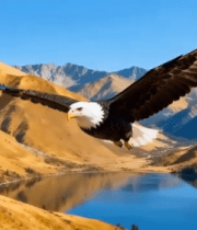 高山湖泊上展翅翱翔的老鹰453#横屏 