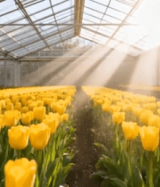 温室中盛开的黄色郁金香(1)7257#横屏 
