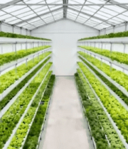 温室大棚蔬菜种植场景7712#横屏 