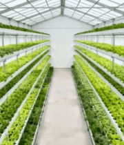 温室大棚蔬菜种植场景7712#横屏 