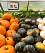温室中堆放的多样南瓜14745#横屏 