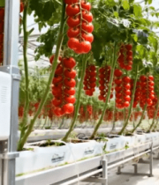 温室大棚内的番茄种植与设备11512#横屏 