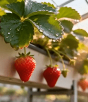 温室草莓生长特写素材11876#横屏 