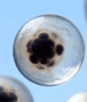 微观细胞展示素材1372#横屏 