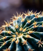 微距特写仙人球素材12965#横屏 