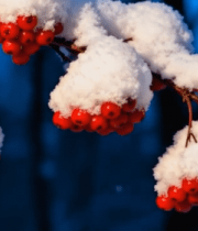 	 覆雪红色浆果特写5547#横屏 