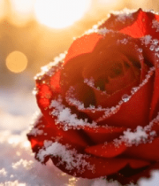 覆雪红玫瑰特写8450#横屏 