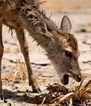 干旱环境小鹿觅食画面6888#横屏 