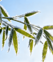 覆霜竹叶特写4208#横屏 