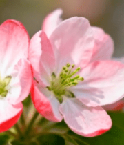 微距特写粉色海棠花10451#横屏 