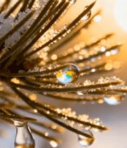 覆雪松枝上的晶莹水珠2466#横屏 