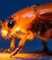 微距拍摄甲虫特写547#横屏 