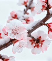 覆雪粉色花朵特写素材14475#横屏 