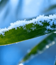 覆雪竹叶特写4168#横屏 