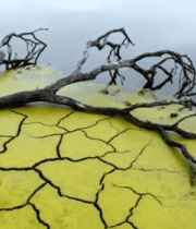 干涸土地与水中枯木景象6952#横屏 