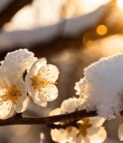 覆雪梅花特写6818#横屏 