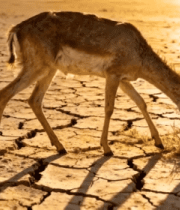 干旱土地上小鹿低头吃草474#横屏 