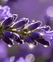 微距特写薰衣草花朵3259#横屏 