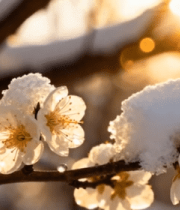 覆雪梅花特写6818#横屏 