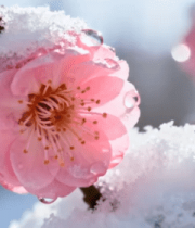 覆雪粉色梅花特写2839#横屏 