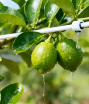 	 柑橘树滴灌特写4708#横屏 