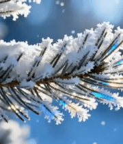 覆雪松枝特写10635#横屏 