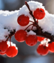 	 覆雪红果特写素材8910#横屏 