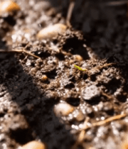 土壤中植物幼苗生长画面12782#横屏 