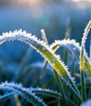 覆霜青草特写9755#横屏 