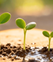 土壤中生长的嫩绿幼苗3967#横屏 