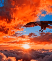 晚霞中翱翔的雄鹰11347#横屏 