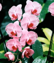 粉色带水珠蝴蝶兰特写4796#横屏 