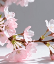 粉色樱花特写(1)5987#横屏 