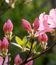 粉色杜鹃花特写13989#横屏 