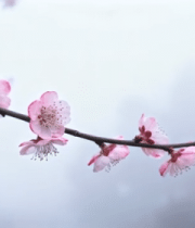 粉色百合花特写1794#横屏 