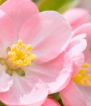 粉色海棠花特写9789#横屏 