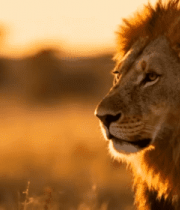 非洲雄狮侧颜特写1922#横屏 