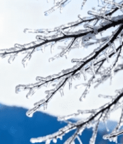 覆冰树枝自然风光素材7967#横屏 