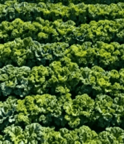 俯拍绿色蔬菜种植园景象11629#横屏 