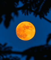 透过树叶拍摄的满月夜景411#横屏 