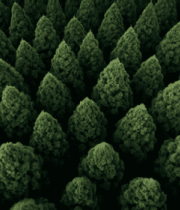 俯瞰茂密森林树木素材1785#横屏 