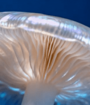 透明梦幻蘑菇特写素材5183#横屏 