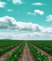 田野中生长的玉米植株6313#横屏 