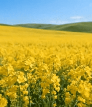 田野中盛开的油菜花2527#横屏 