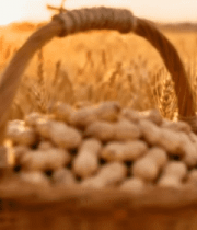 田野中装满花生的藤编篮子11408#横屏 