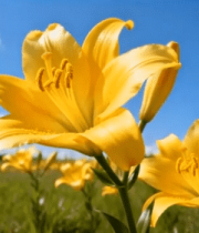 田野中盛开的黄色百合花14495#横屏 