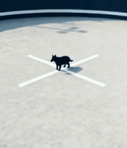 俯视视角圆形场地中的黑猫5269#横屏 